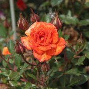 BABY DARLING (miniature)